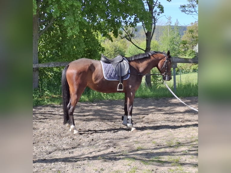 Caballo de deporte alemán Yegua 5 años 165 cm Castaño in Amtsberg