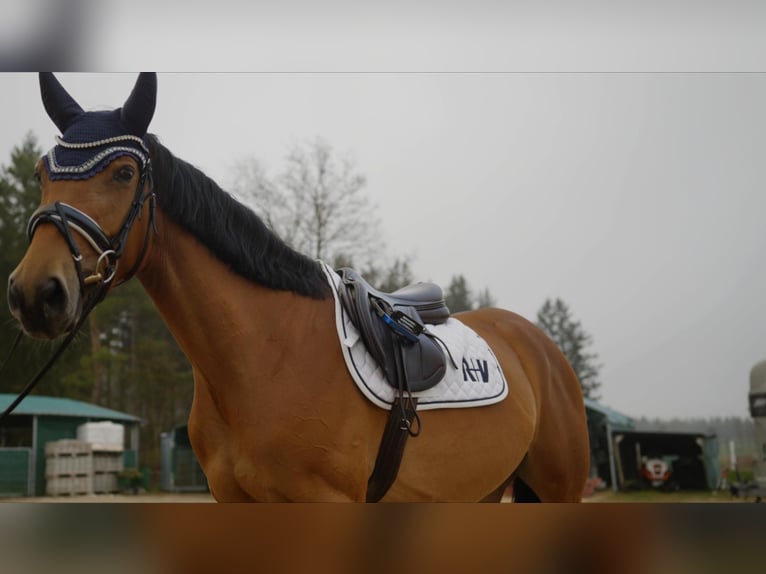 Caballo de deporte alemán Yegua 5 años 165 cm Castaño in Aitrang