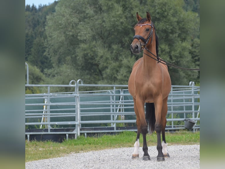 Caballo de deporte alemán Yegua 5 años 165 cm Castaño in Aitrang