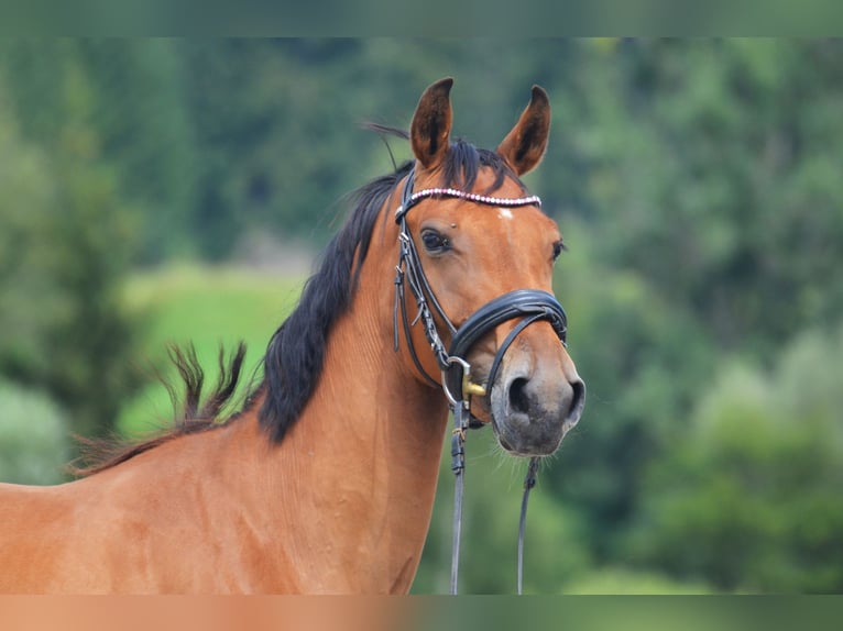 Caballo de deporte alemán Yegua 5 años 165 cm Castaño in Aitrang