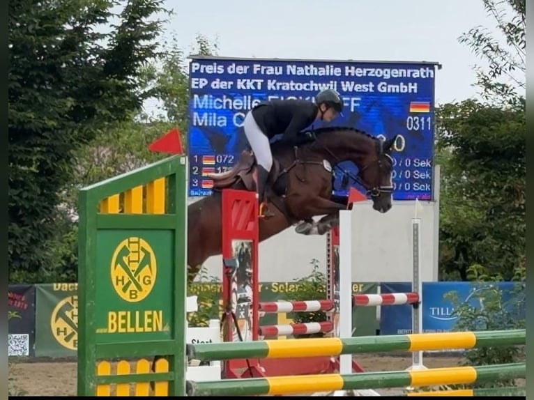 Caballo de deporte alemán Yegua 5 años 165 cm Castaño in Neuss