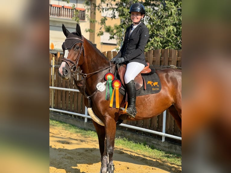 Caballo de deporte alemán Yegua 5 años 165 cm Castaño in Neuss