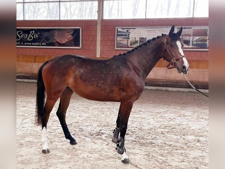 Caballo de deporte alemán Yegua 5 años 165 cm Castaño in Neuss