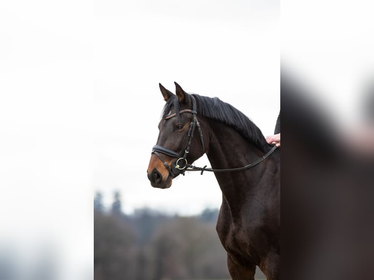 Caballo de deporte alemán Yegua 5 años 165 cm Castaño in Kraiburg am Inn