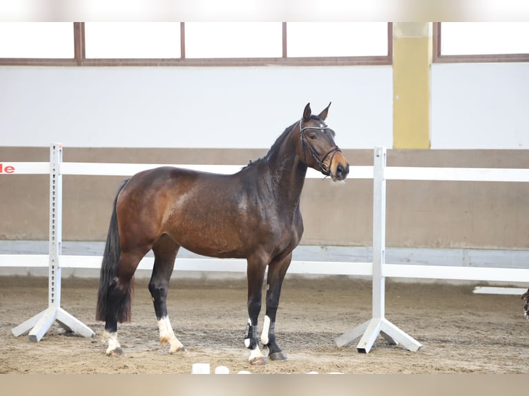 Caballo de deporte alemán Yegua 5 años 165 cm Castaño in Kraiburg am Inn