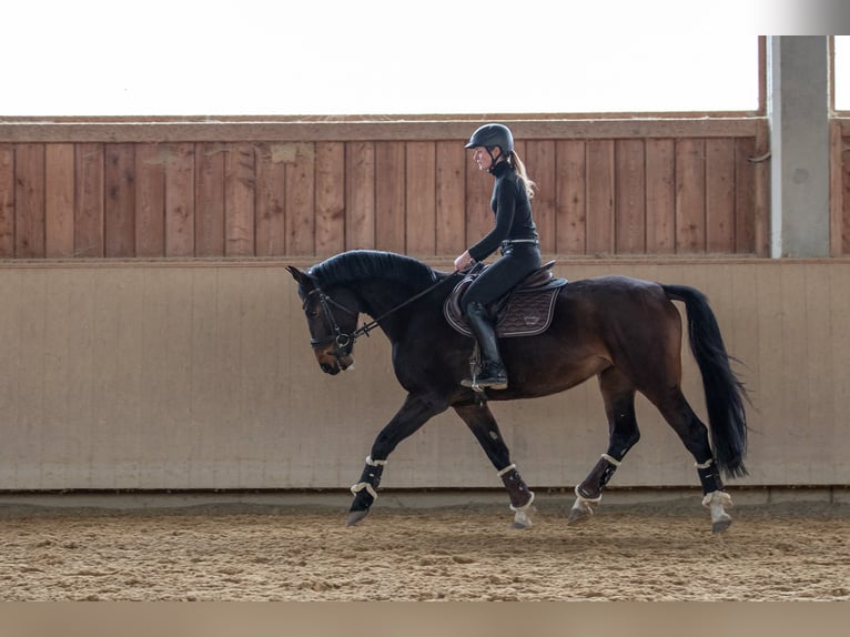 Caballo de deporte alemán Yegua 5 años 165 cm Castaño in Kraiburg am Inn