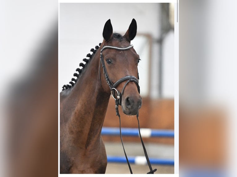 Caballo de deporte alemán Yegua 5 años 165 cm Castaño in Danewitz