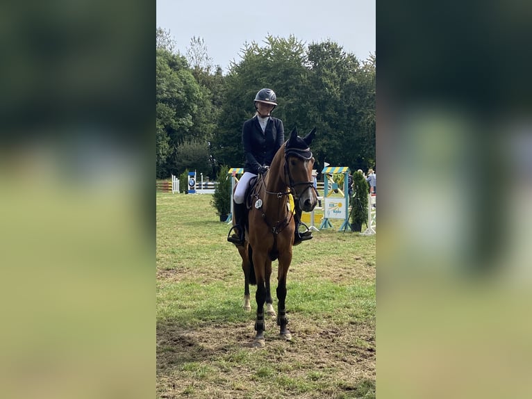 Caballo de deporte alemán Yegua 5 años 165 cm Castaño in IssumIssum