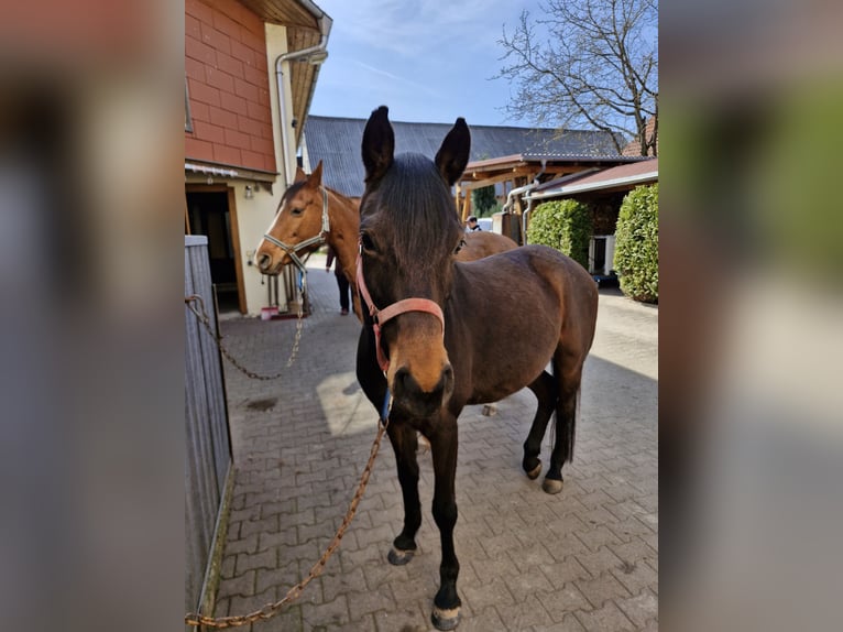 Caballo de deporte alemán Yegua 5 años 165 cm Castaño oscuro in Steinbach-Hallenberg
