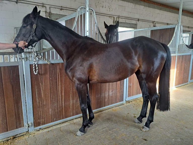 Caballo de deporte alemán Yegua 5 años 165 cm Castaño oscuro in Viernheim