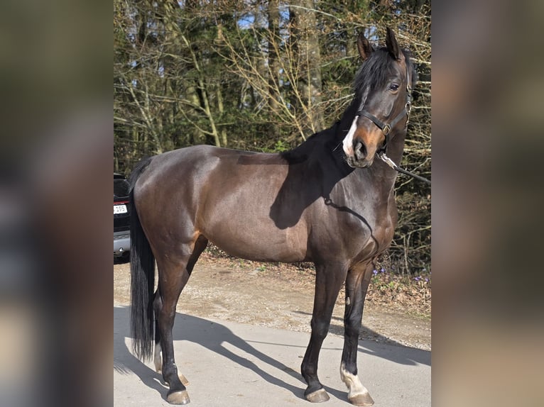 Caballo de deporte alemán Yegua 5 años 165 cm Castaño oscuro in Laaber
