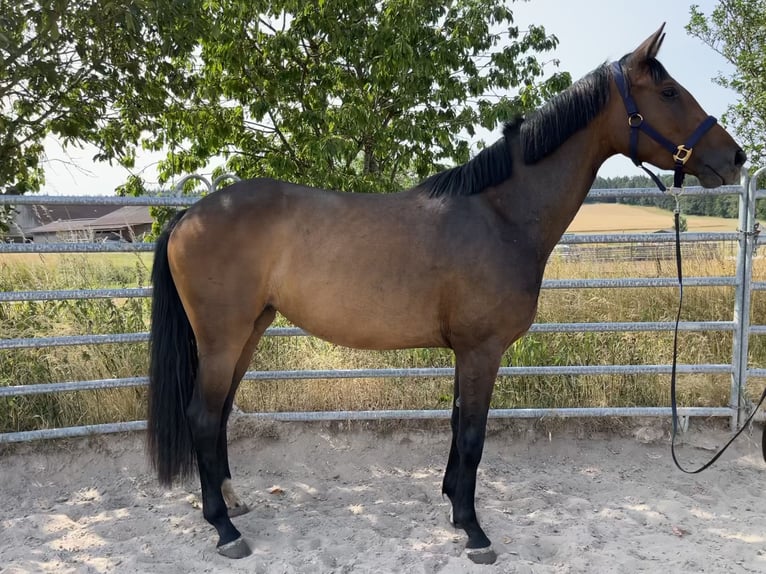 Caballo de deporte alemán Yegua 5 años 165 cm Castaño oscuro in Schopfloch