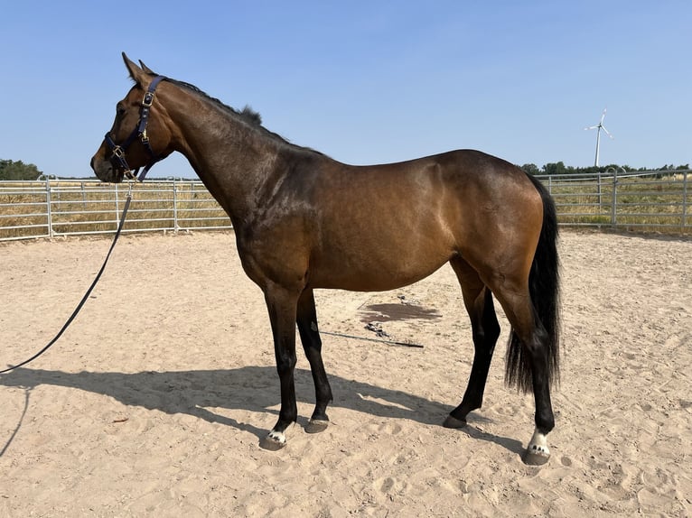 Caballo de deporte alemán Yegua 5 años 165 cm Castaño oscuro in Schopfloch