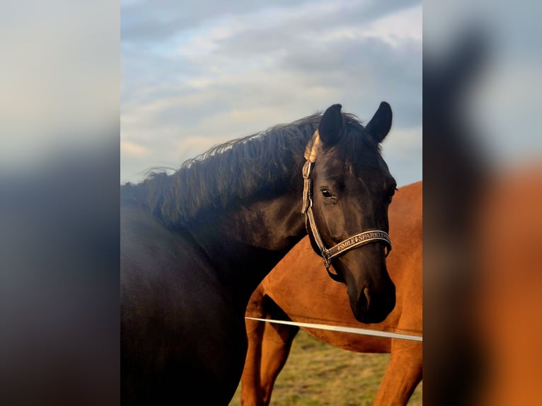 Caballo de deporte alemán Yegua 5 años 165 cm Negro in Beetzendorf