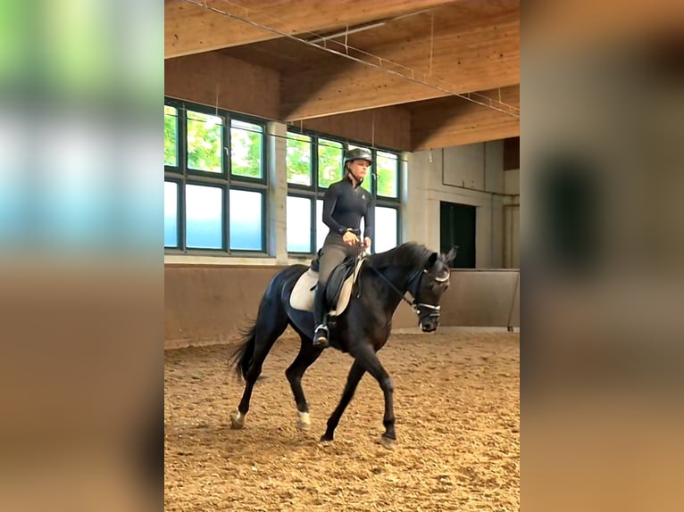 Caballo de deporte alemán Yegua 5 años 165 cm Negro in Beetzendorf