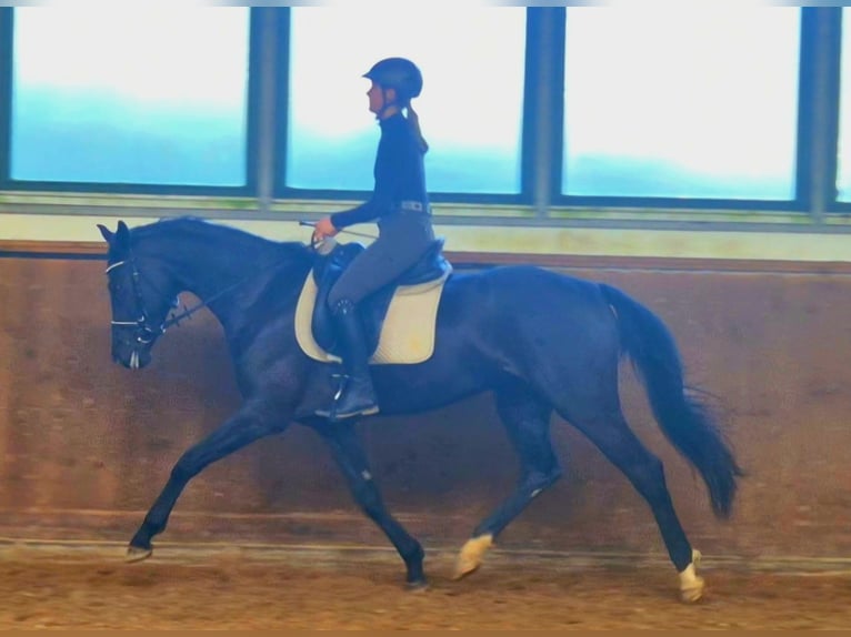 Caballo de deporte alemán Yegua 5 años 165 cm Negro in Beetzendorf