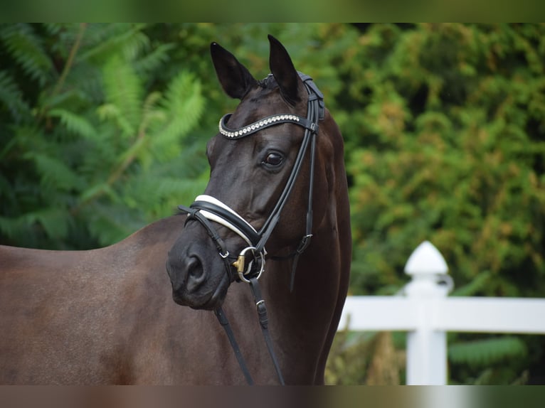 Caballo de deporte alemán Yegua 5 años 165 cm Negro in Dätgen