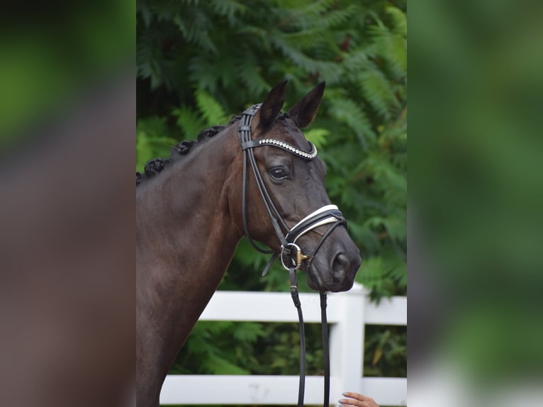 Caballo de deporte alemán Yegua 5 años 165 cm Negro in Dätgen