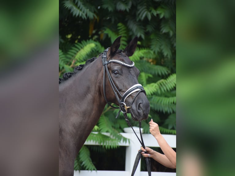 Caballo de deporte alemán Yegua 5 años 165 cm Negro in Dätgen