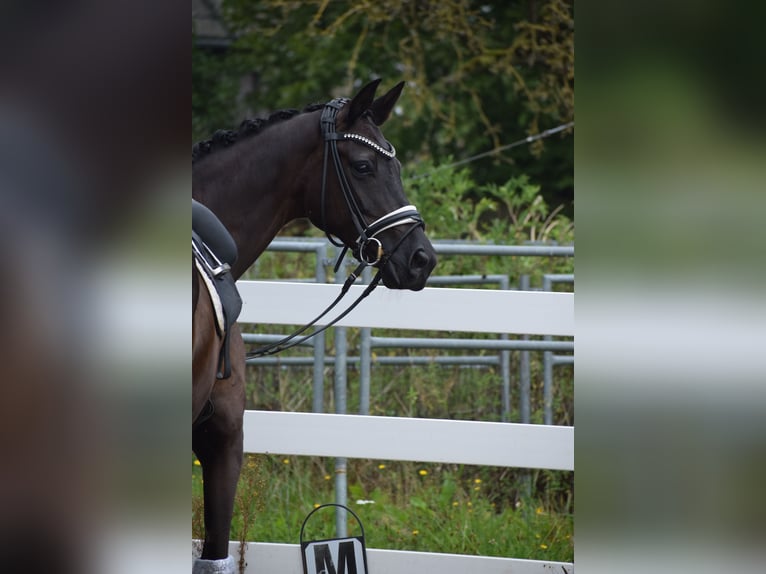 Caballo de deporte alemán Yegua 5 años 165 cm Negro in Dätgen