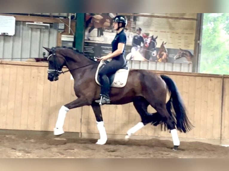 Caballo de deporte alemán Yegua 5 años 165 cm Negro in Dätgen