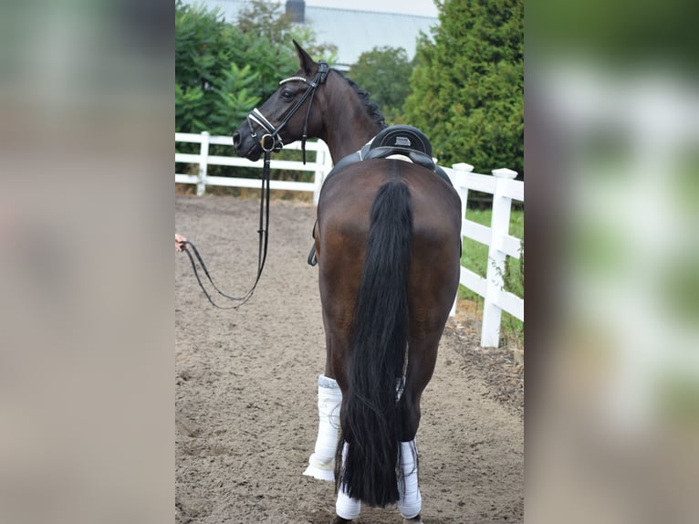 Caballo de deporte alemán Yegua 5 años 165 cm Negro in Dätgen