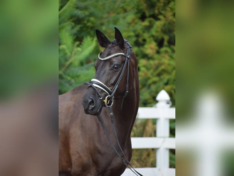 Caballo de deporte alemán Yegua 5 años 165 cm Negro in Dätgen