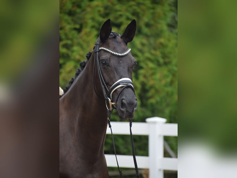 Caballo de deporte alemán Yegua 5 años 165 cm Negro in Dätgen