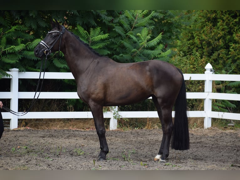 Caballo de deporte alemán Yegua 5 años 165 cm Negro in Dätgen