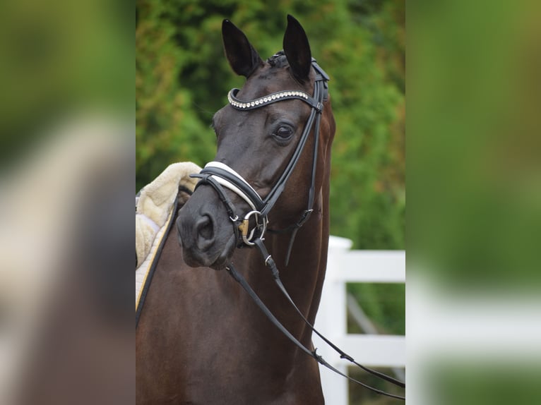 Caballo de deporte alemán Yegua 5 años 165 cm Negro in Dätgen