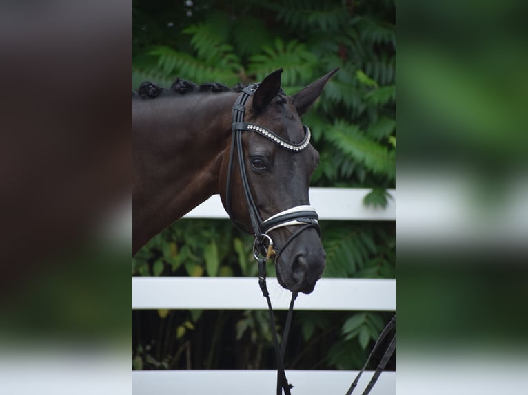 Caballo de deporte alemán Yegua 5 años 165 cm Negro in Dätgen