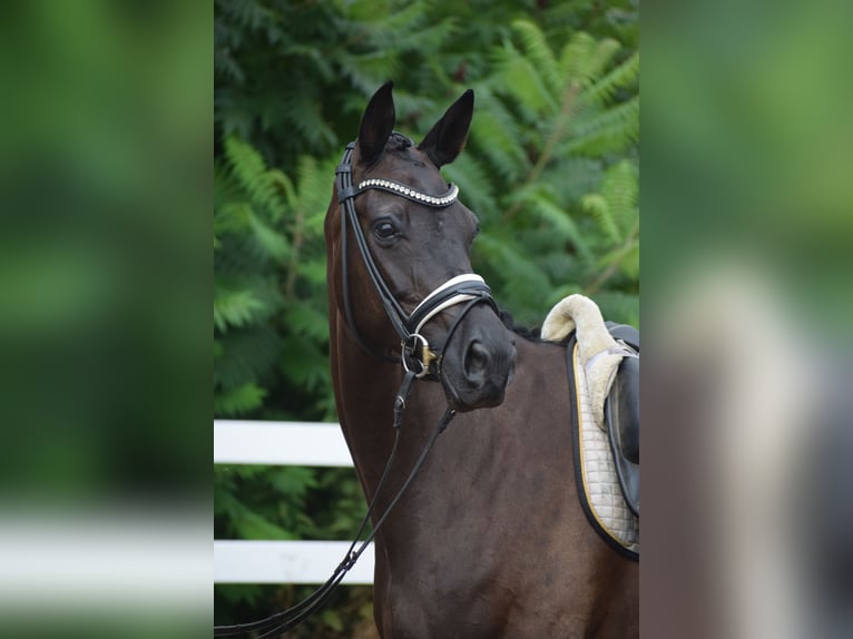 Caballo de deporte alemán Yegua 5 años 165 cm Negro in Dätgen