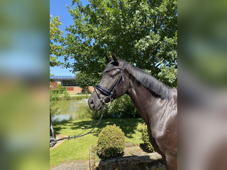 Caballo de deporte alemán Yegua 5 años 165 cm Negro in Altenberge