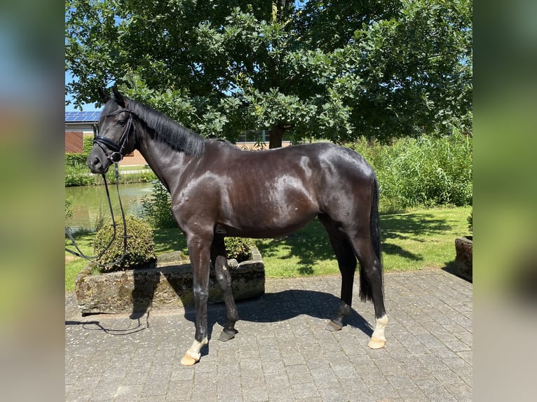 Caballo de deporte alemán Yegua 5 años 165 cm Negro in Altenberge