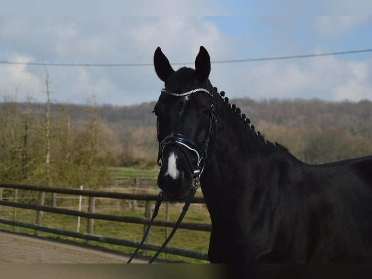 Caballo de deporte alemán Yegua 5 años 165 cm Negro in Verl