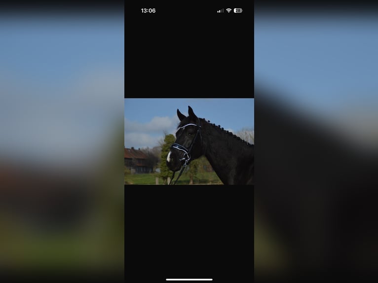 Caballo de deporte alemán Yegua 5 años 165 cm Negro in Verl