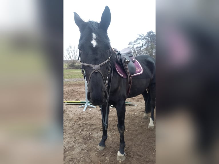 Caballo de deporte alemán Yegua 5 años 165 cm Negro in Schipkau Schipkau