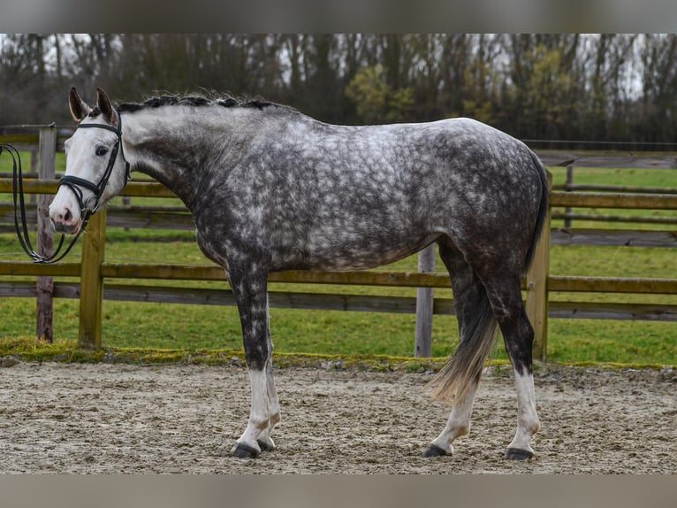 Caballo de deporte alemán Yegua 5 años 165 cm Tordo in Riedstadt