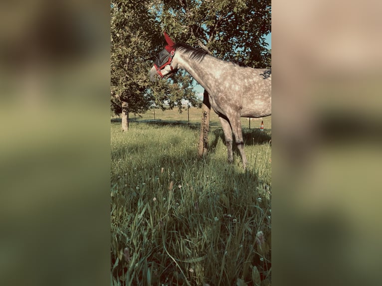 Caballo de deporte alemán Yegua 5 años 165 cm Tordo rodado in Innerschwand am Mondsee