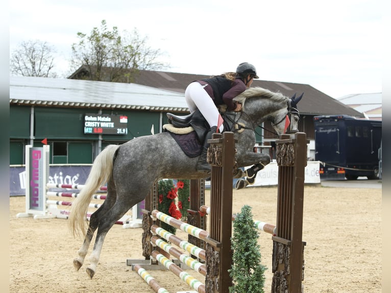 Caballo de deporte alemán Yegua 5 años 165 cm Tordo rodado in Schlins