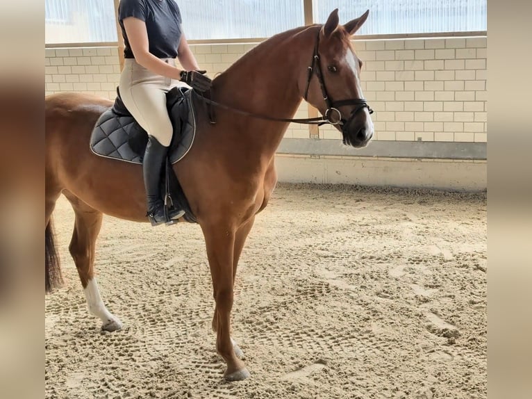 Caballo de deporte alemán Yegua 5 años 166 cm Alazán in Dettingen