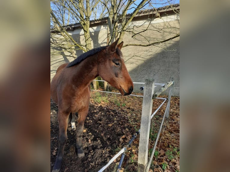 Caballo de deporte alemán Yegua 5 años 166 cm Castaño in Güssefeld