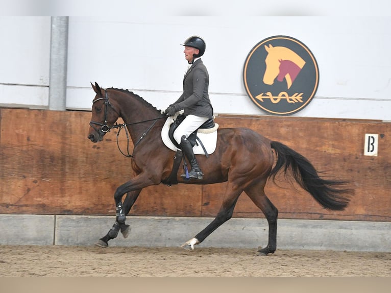 Caballo de deporte alemán Yegua 5 años 166 cm Castaño in Gomadingen