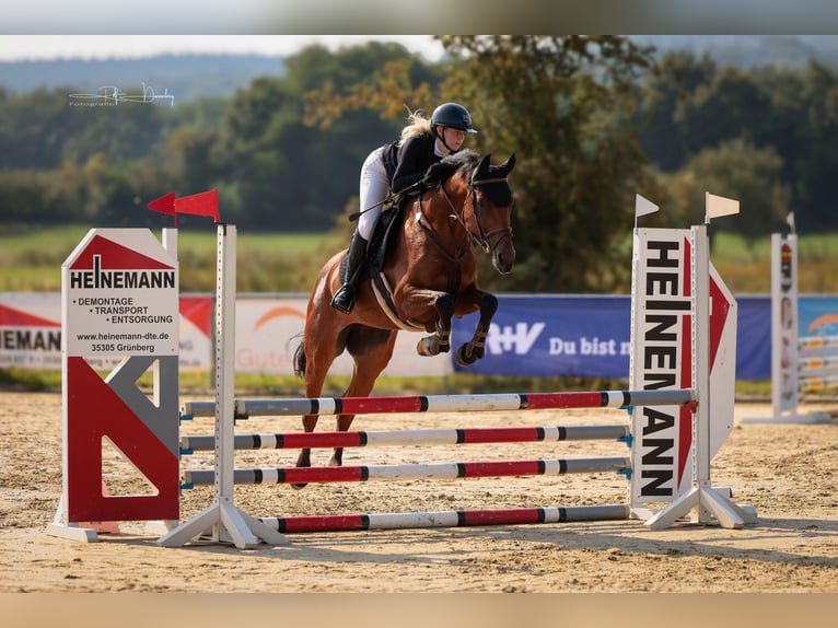 Caballo de deporte alemán Yegua 5 años 166 cm Castaño in Ennigerloh