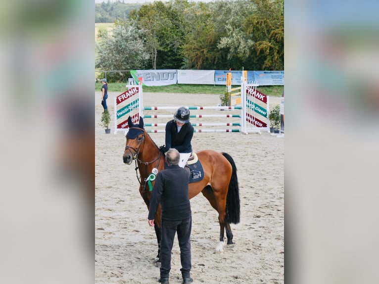 Caballo de deporte alemán Yegua 5 años 166 cm Castaño in Ennigerloh
