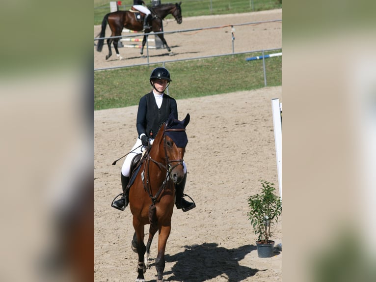 Caballo de deporte alemán Yegua 5 años 166 cm Castaño in Ennigerloh