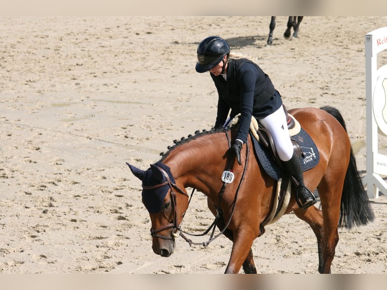 Caballo de deporte alemán Yegua 5 años 166 cm Castaño in Ennigerloh