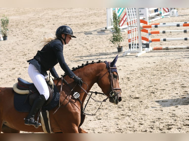 Caballo de deporte alemán Yegua 5 años 166 cm Castaño in Ennigerloh