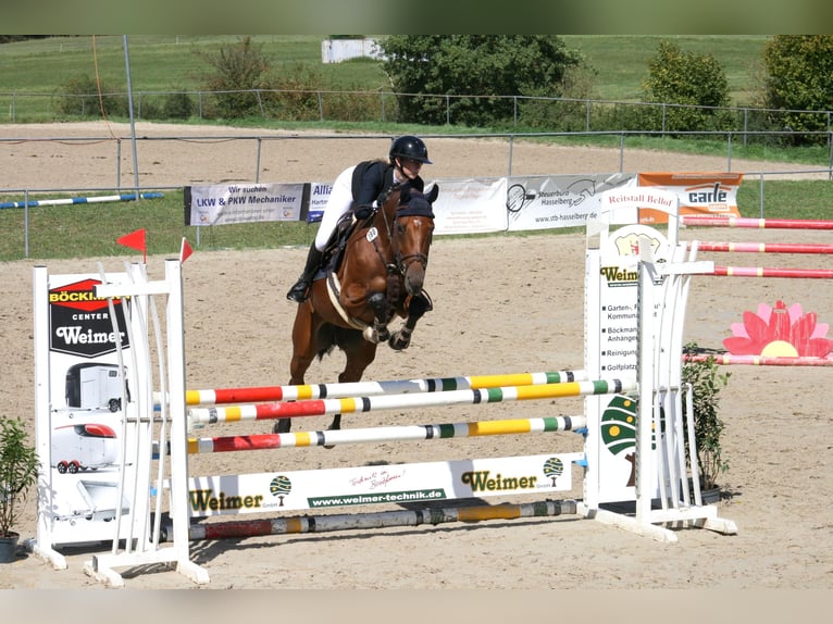 Caballo de deporte alemán Yegua 5 años 166 cm Castaño in Ennigerloh