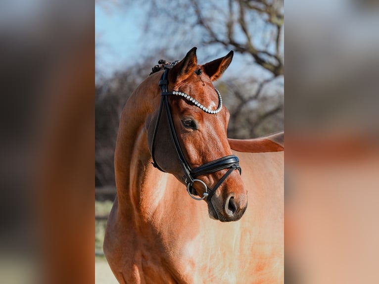 Caballo de deporte alemán Yegua 5 años 166 cm Castaño in Riedstadt